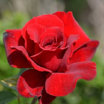Роза чайно-гибридная ‘Le Rouge et le Noir’